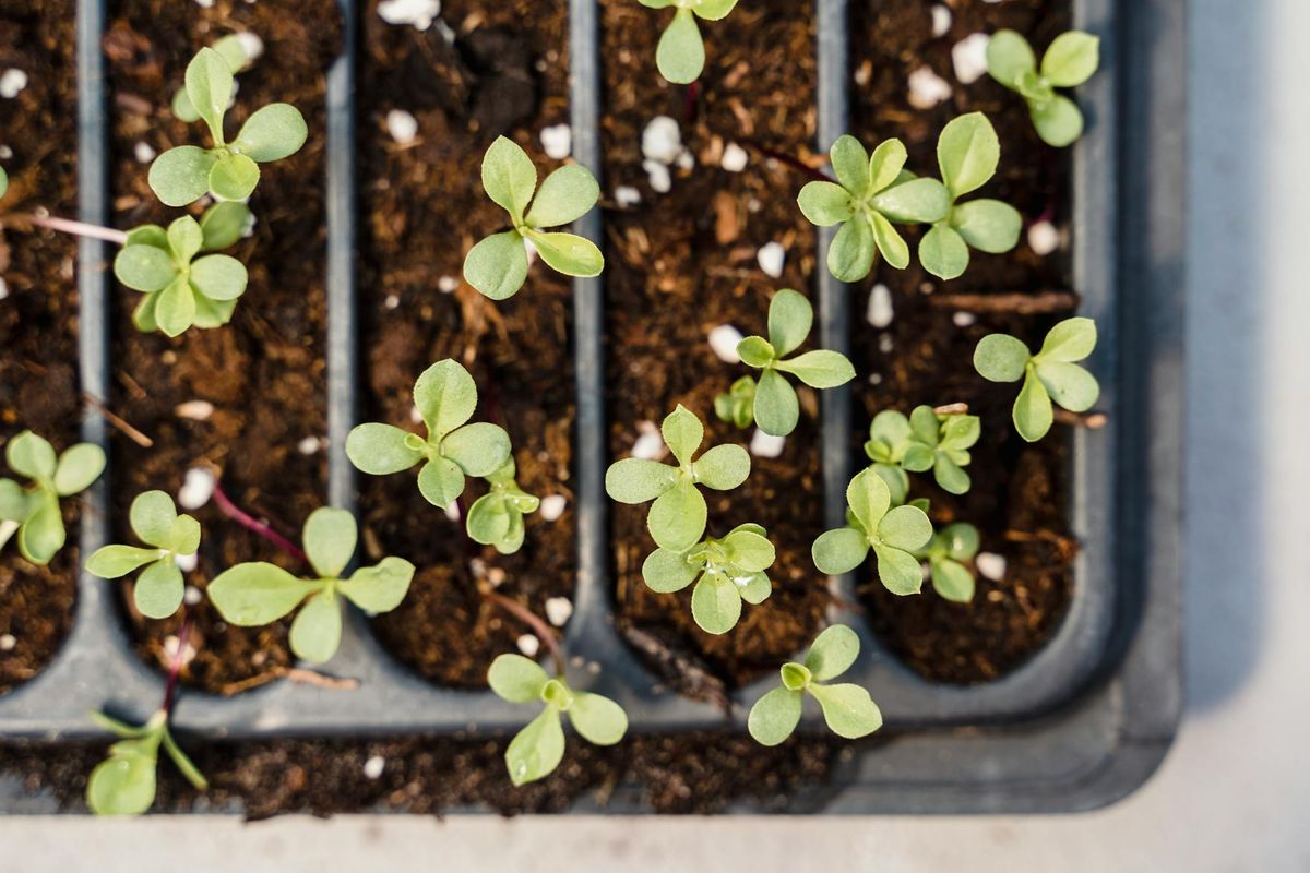 Close-up of seedlings emerging from starter trays representing early-stage idea formation