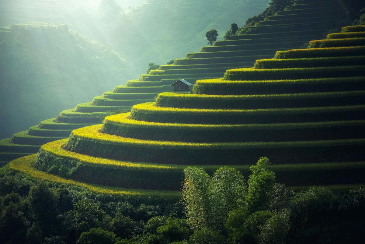Layered agricultural terraces in morning light representing structured long-term growth over time